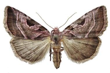 2004. 5. Amphipyra livida (blýskavka černá) [41 mm]. NPP Švařec, 11. 7. 2008. 6. Calliergis ramosa (dřevobarvec zimolézový) [33 mm]. NPP Švařec, 21. 6. 2005. 7. Eucarta virgo (blýskavka panenská) [32 mm].