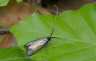 Adela reaumurella (adéla zelená). Foto P. Mückstein Ypsolopha scabrella (člunkovec dřevobarvý). Foto J. Hlásek Ypsolopha sequella (Clerck, 1759) člunkovec lesní Materiál: 10. 8. 2004, 1 ex., 25. 8. 2005, 1 ex.