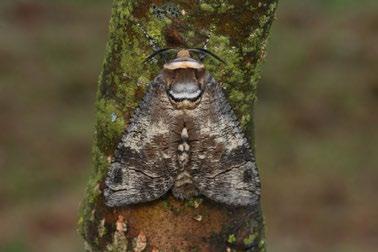 , J. Šumpich det. Pammene aurita Razowski, 1991 obaleč Materiál: 26. 7. 2015, 1 ex.