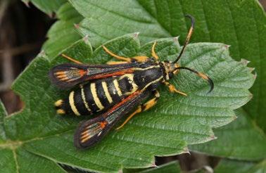 SESIIDAE nesytkovití Bembecia ichneumoniformis (Denis & Schiffermüller, 1775) nesytka lumčí Materiál: 12. 7. 2011, 1 ex., T. Dobrovský revid.