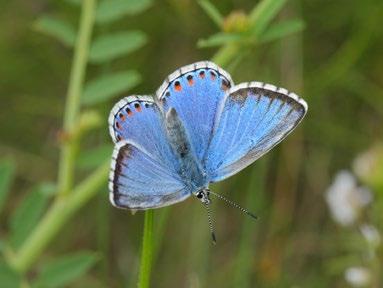 Polyommatus coridon (modrásek