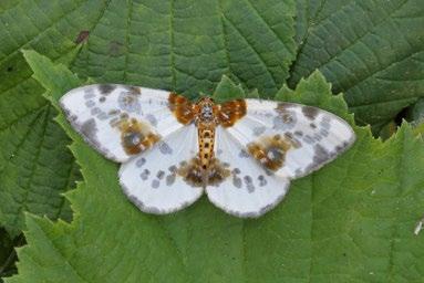 Lycia hirtaria (Clerck, 1759) drsnokřídlec třešňový Materiál: 25. 4. 2015, 1 ex., 8. 5. 2015, 1 ex. Biston strataria (Hufnagel, 1767) drsnokřídlec lipový Materiál: 14. 4. 2005, 2 ex., 12. 4. 2007, 2 ex.