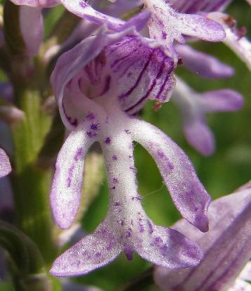 vojenské (Orchis