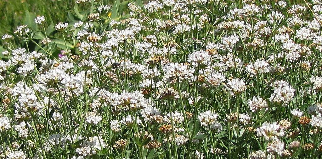 března, kozince rakouského (Astragalus austriacus), polokeříků bílojetele německého