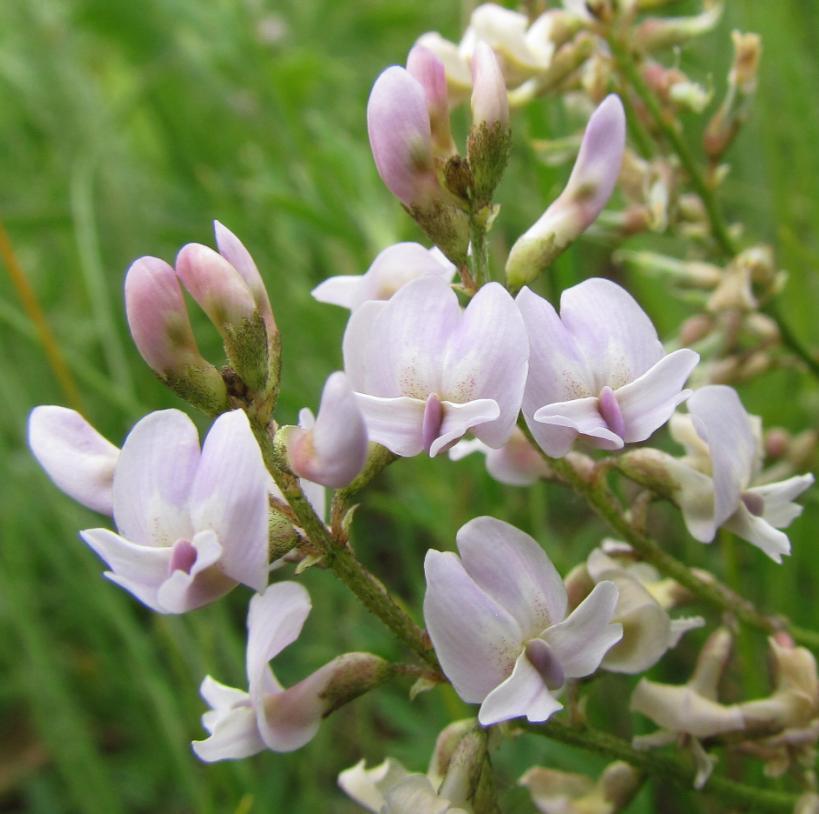 (Astragalus austriacus),