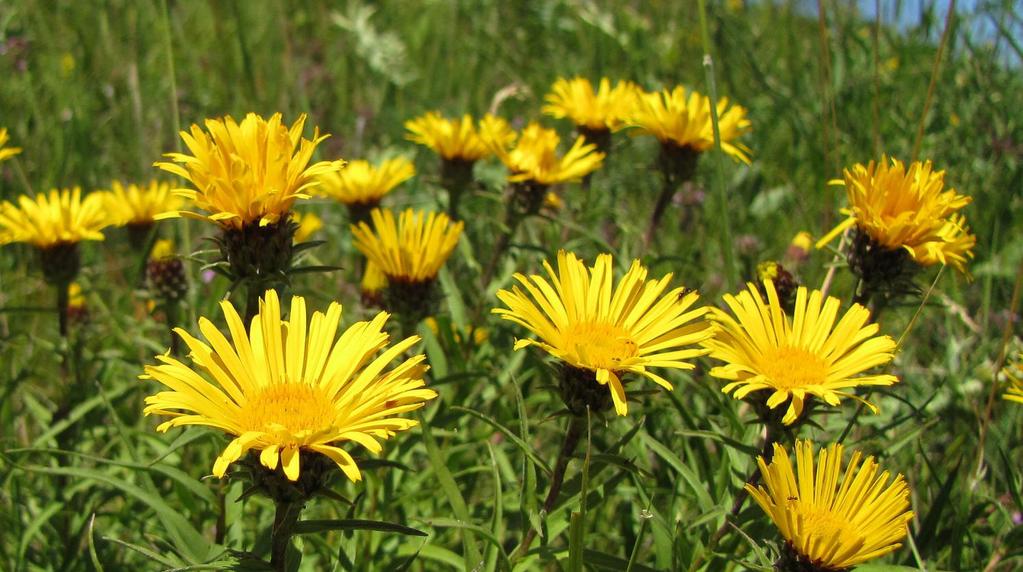 ensifolia), příbuzný oman