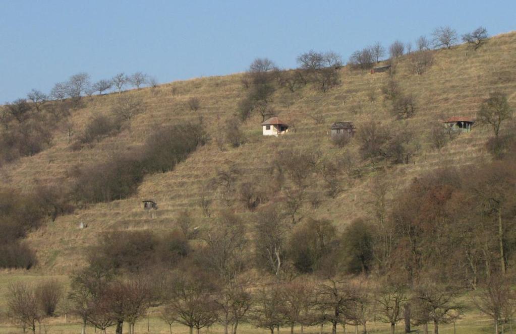 (Fraxinus excelsior), topol bílý (Populus alba), dub zimní (Quercus petraea), lípu srdčitou (Tilia cordata) nebo jilm habrolistý (Ulmus minor).