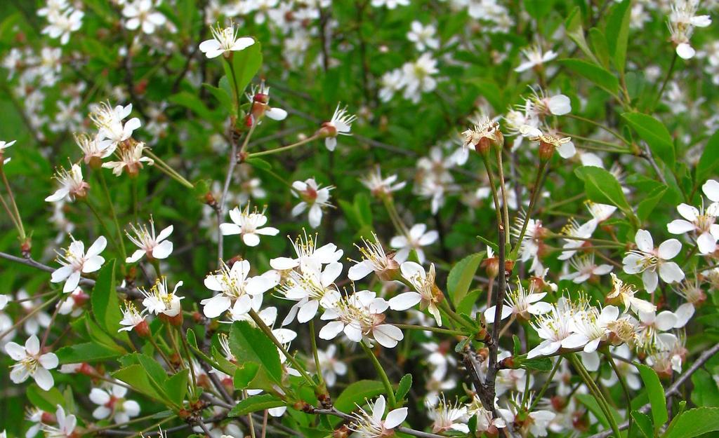 ptačí zob obecný (Ligustrum vulgare), trnka obecná (Prunus