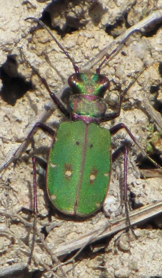 (Mantis religiosa).