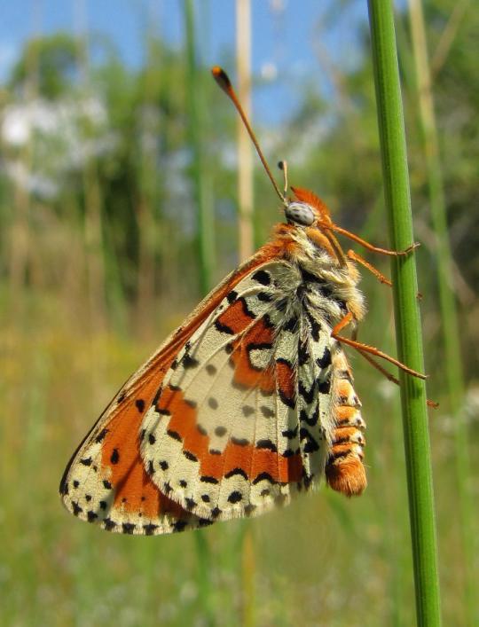 modráska vičencového (Polyommatus thersites), modráska hnědoskvrnného (Polyommatus daphnis),