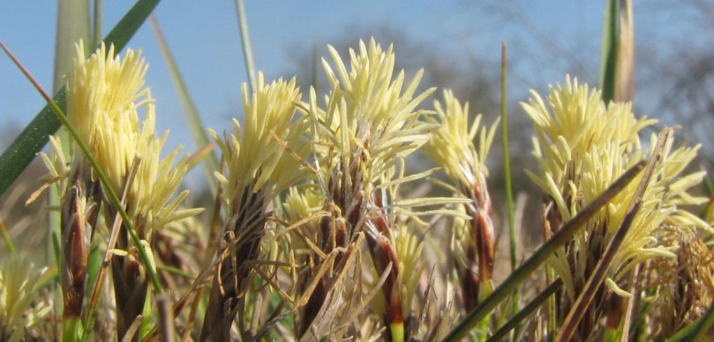 Ostřice nízká Strhující nástup jara Jaro začíná v území každoročně již od posledních březnových dní rozkvětem trávy ostřice nízké (Carex