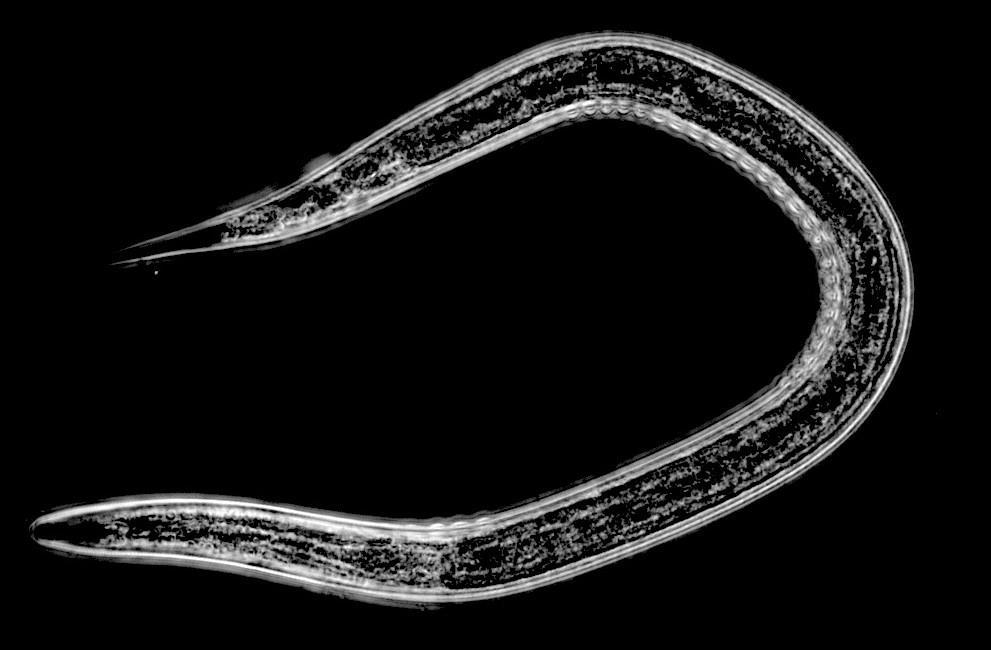 Entomopatogenní hlístice Entomopatogenní hlístice patřící do čeledí Steinernematidae a Heterorhabditidae jsou obligátní parazité hmyzu, s niťovitě protáhlým tělem dosahujícím délky 0,5-1 mm.