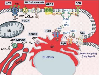 Scheme of an idealized mammalian cell with the localization of the main players of Ca2+ homeostasis.