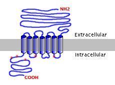 bisphosphate; DAG, diacylglycerol; GFR, growth factor receptor; ATP2C1, Golgi-resident Ca2+ ATPase; cadpr, cyclic ADP ribose; CICR, Ca2+ induced Ca2+ release; Mt, mitochondrion.