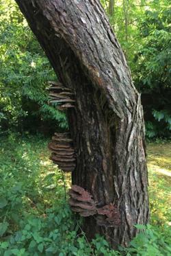 Dřevní houby v arboristické praxi Vstupní přehled problematiky Dřevní houby tvoří pouze jednu z oblastí organismů, které jsou vázány na stromy.