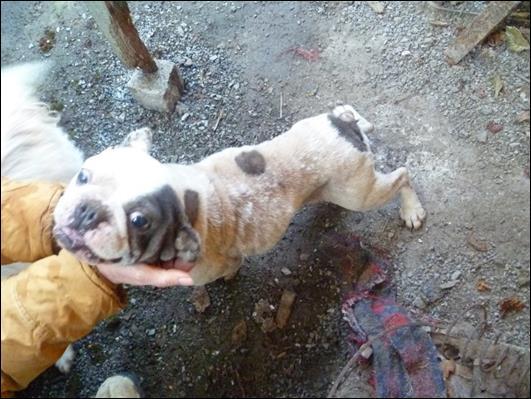 Případ množírna psů 2018 v prosinci 2017 - KVS obdržela další podnět ke kontrole chovatelka nechtěla