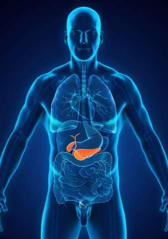 Podžalúdkova žľaza - pankreas Produkuje inzulín a glukagón, ktoré ovplyvňujú hladinu glukózy v krvi.