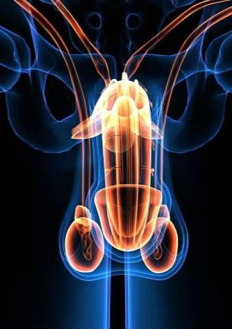 Mužské pohlavné orgány - semenníky (testes) Ich činnosť je regulovaná folikuly stimulujúcim hormónom, ktorý riadi vyzrievanie spermií a luteinizačným hormónom, ktorý riadi syntézu hormónov -
