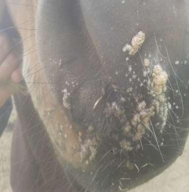 Kôň, kobyla, 7 rokov, cca 400 kg. Diagnóza: Papilomatózna dermatitída na mulci.