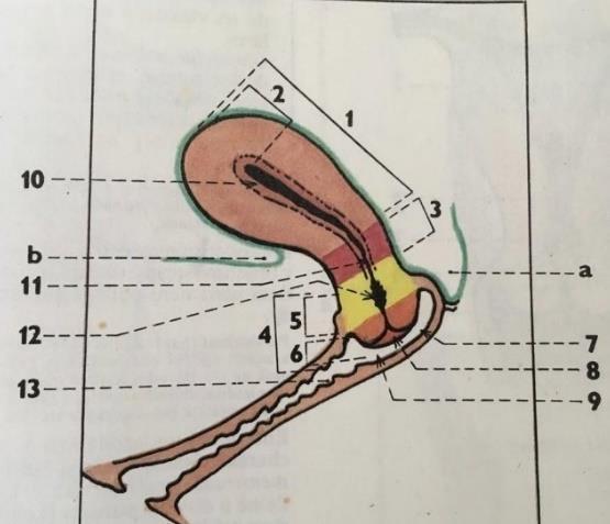 TEORETICKÁ ČÁST 1. Anatomie děložního hrdla Infekce lidskými papilomaviry se nejčastěji projevuje na zevních pohlavních orgánech, v pochvě, ale především na děložním čípku.