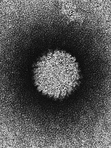 7 Podle svého onkogenního potenciálu jsou HPV viry děleny do 2 skupin: HPV viry s nízkým onkogenním potenciálem (low risk), způsobující benigní nádory typu kodylomat a papilomů, a HPV viry, s