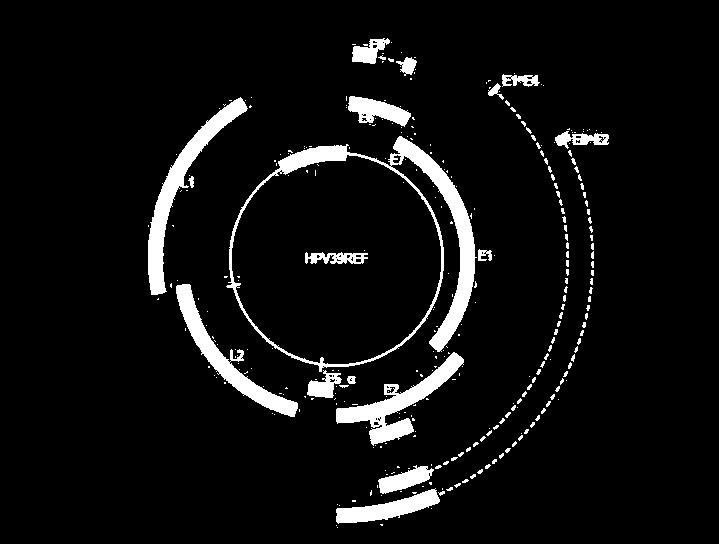 3.1 Organizace genomu lidských papilomavirů Genom HPV (obr.6) obsahuje cirkulární dvouvláknovou DNA, jejíž délka se pohybuje od 7400 do 8200 párů bází.