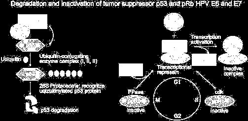 Obr.7 Schéma procesu degradace a inaktivace proteinu p53 a prb virovými proteiny E6 a E7 (Eun-Kyoung Yim et al., 2005) 3.1.