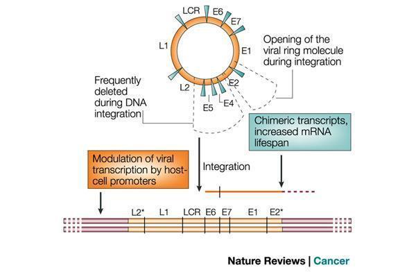 Obr.8 Schéma štěpení cirukulární DNA viru v oblasti E2 genu a následní začlenění neštěpené oblasti do DNA hostitele. Virové transkripty jsou modulovány pomocí promotorů hostitelské buňky.