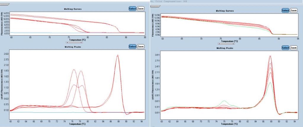 Před linearizací Po linearizaci Obr. 25 Kalibrační křivka HPV 58 melting zkoumaný L2 gen (primer L2A) před a po linearizaci plazmidu.