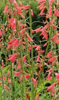 Mezi ohnivými květy se přesévají jednoleté vlčí máky (Papaver rhoeas) a