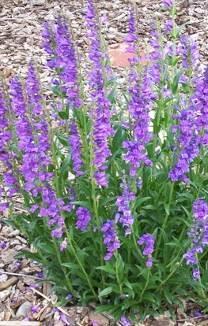 růžových slézů (Malva moschata), dále z