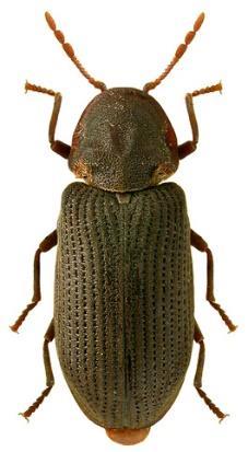 Tesaříka krovového (Hylotrupes bajulus L.).