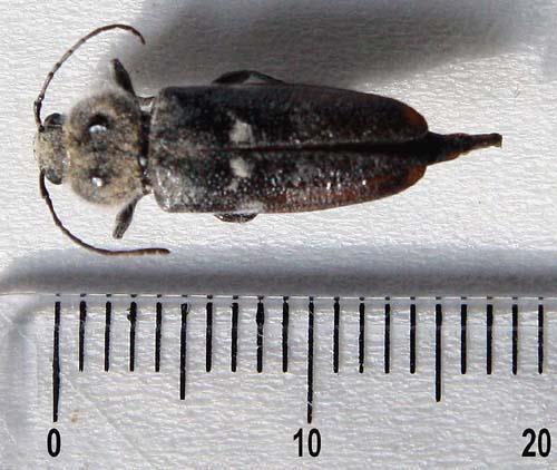 Obrázek 16 Tesařík krovový Obrázek 17 Larva Tesaříka krovového 2.6. Ochrana dřeva proti škůdcům Zásadní otázkou je ochrana dřeva proti škůdcům.