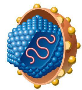 TEORETICKÁ ČÁST 1. Virová hepatitida typu C Virová hepatitida C je definována jako zánětlivé onemocnění jater způsobené virem hepatitidy C (HCV).