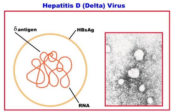 Virus hepatitidy D Satelitní virus,