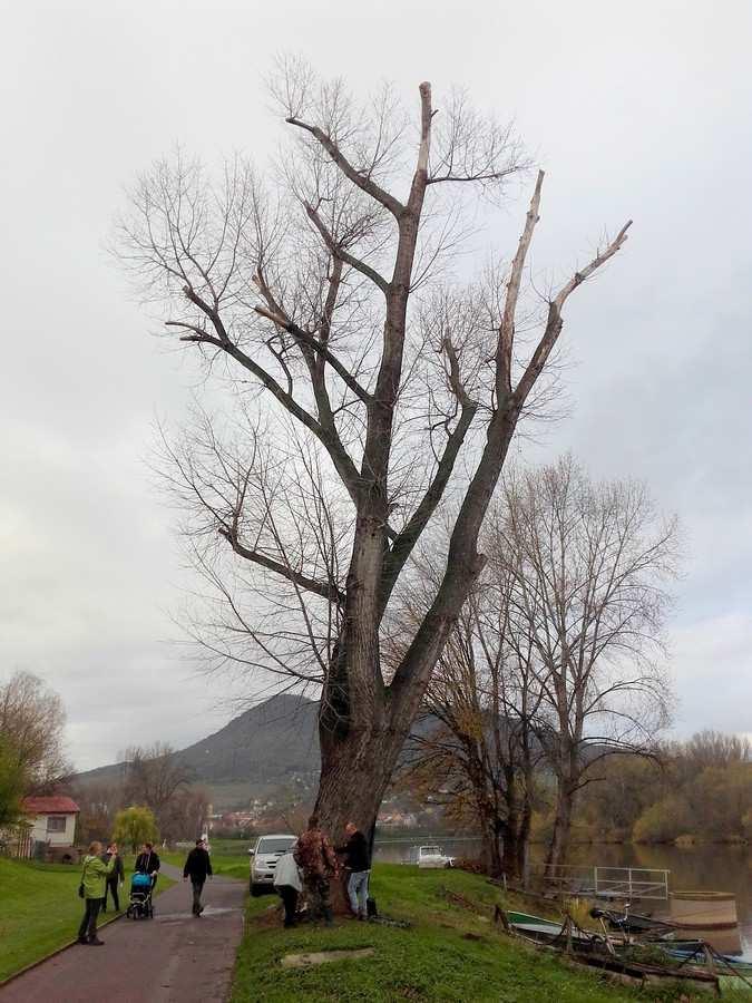 6 Posouzení stávajícího stavu stromu Populus x canadensis topol kanadský Obr.