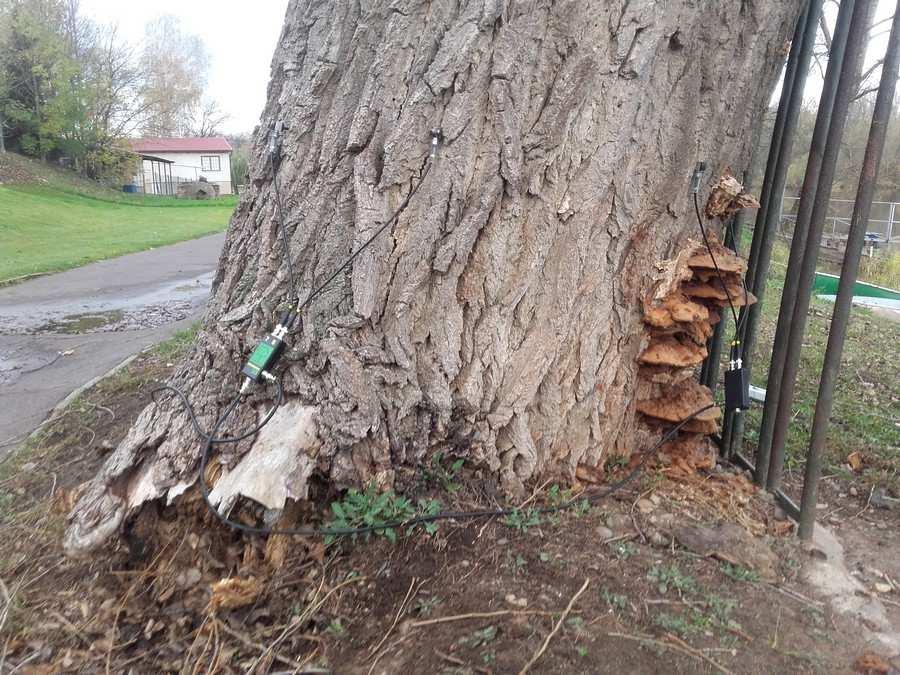 korunou s částečnou regerenerací. Báze kmene a spodní část kmene silně infikována lesklokorkou (Ganoderma sp.).