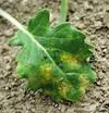 Plíseň zelná ( Peronospora brassicae ) -houbová choroba rozšířená
