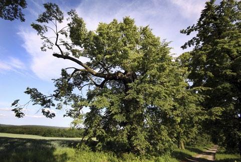 Události a čísla roku 2012 říjen > Stromem
