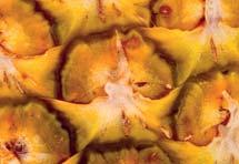 grapefruitu bez