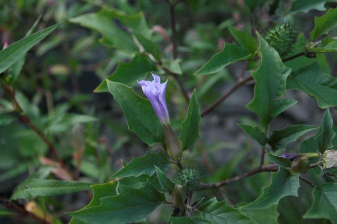 Datura stramonium var.