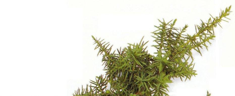 Jalovec obecný Juniperus communis L.