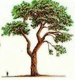 . 2) Podtrhni jehličnany, které mohou být pouze stromovitého růstu, nevyskytují se ve formě