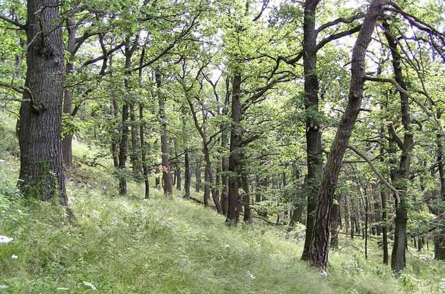 Nížiny aţ pahorkatiny (do 500 m 