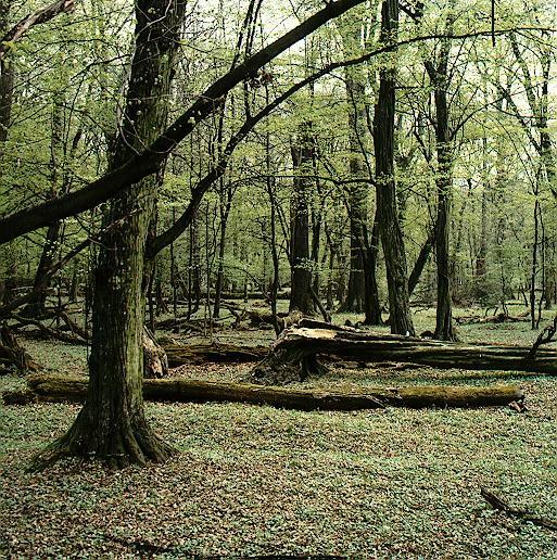 Smrkový les