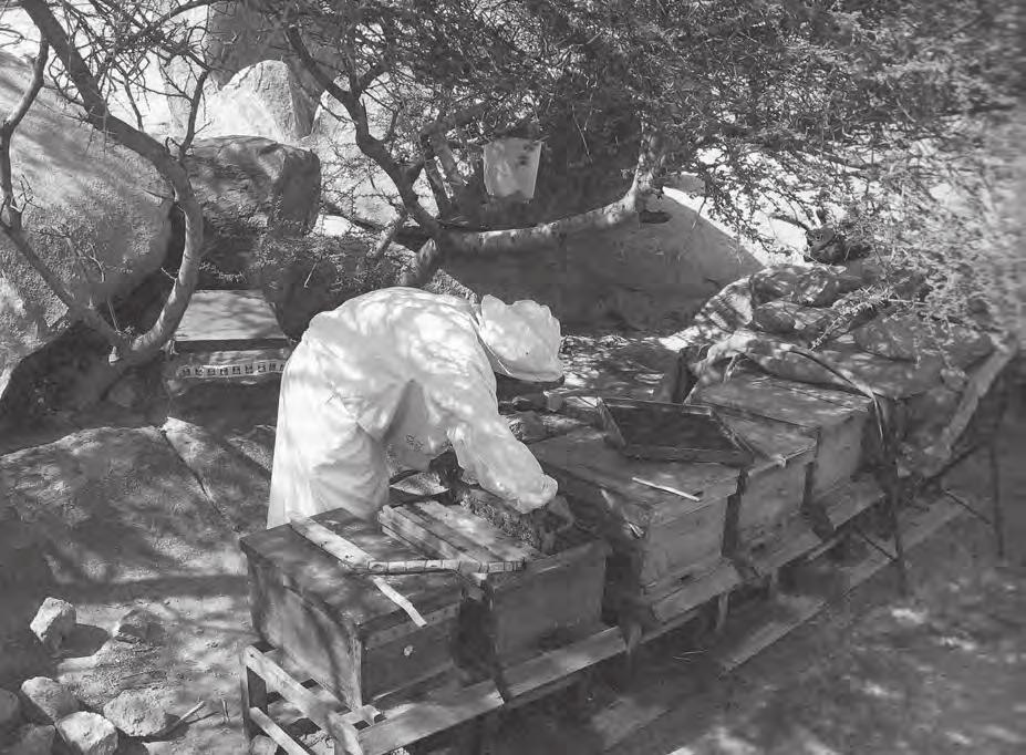 Obr. 2: Domorodou včelí rasou v Saudské Arábii je Apis mellifera yemenetica, která je dobře přizpůsobená extrémním podmínkám této země.