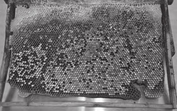Přírodní včelí chléb (Cristina Aosan; Abeille & c ie, 2015, č. 5, s. 26 29) Souhrn: článek představuje včelí chléb z různých hledisek: původ, složení, vlastnosti, sběr a také trochu historie.