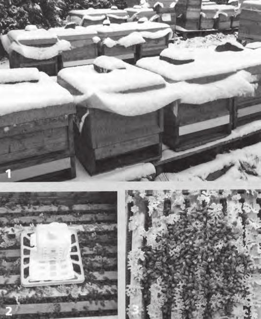 ZIMOVÁNÍ A KRMENÍ Přípravy na zimu Jak včelstva přečkají chladné roční období (Dr. Marc-Wilhelm Kohfink, www.imkerei-kohfink.de; ADIZ- die Biene - Imkerfreund, 2015, č. 9, str.