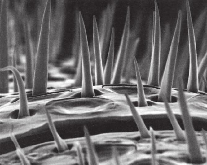 Tato fotografie z elektronového mikroskopu zvětšení 3300 krát zvětšila mechanoreceptory na koncovém segmentu včelího tykadla (flagella).