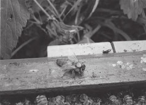 Soustředil jsem se na pozorování těchto kříženců. Myslím si, že díky tomu jsem došel k závěru, týkajícímu se různého chování zkřížených včelstev.